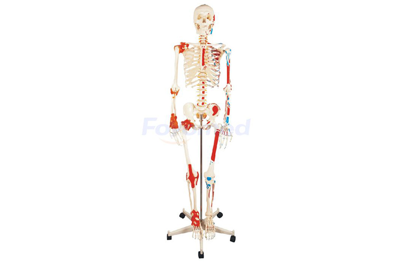Human Skeleton Model FYM1102
